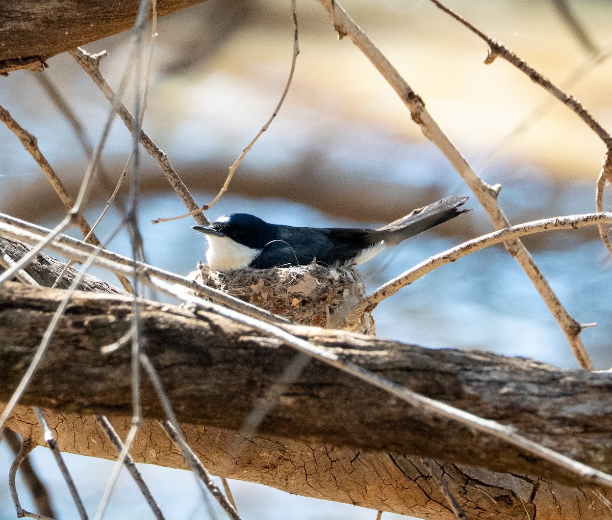 Willie-wagtail - ML642736371