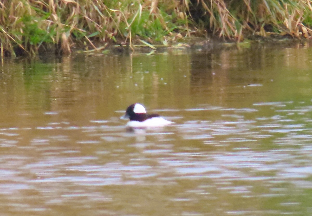 Bufflehead - ML642736379
