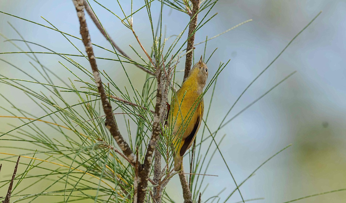 Nashville Warbler - ML642736381
