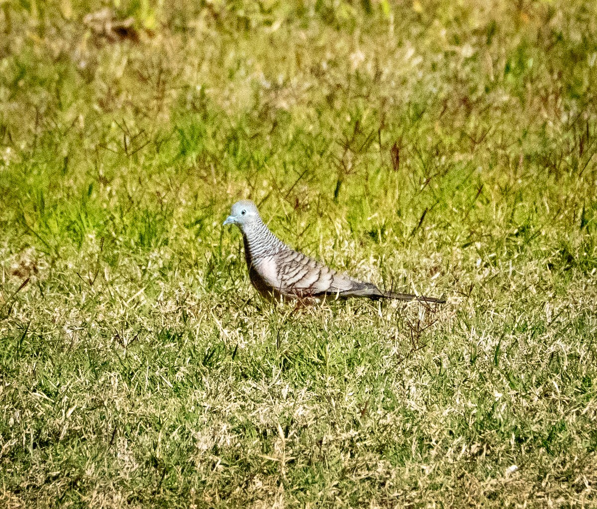 Peaceful Dove - ML642736392