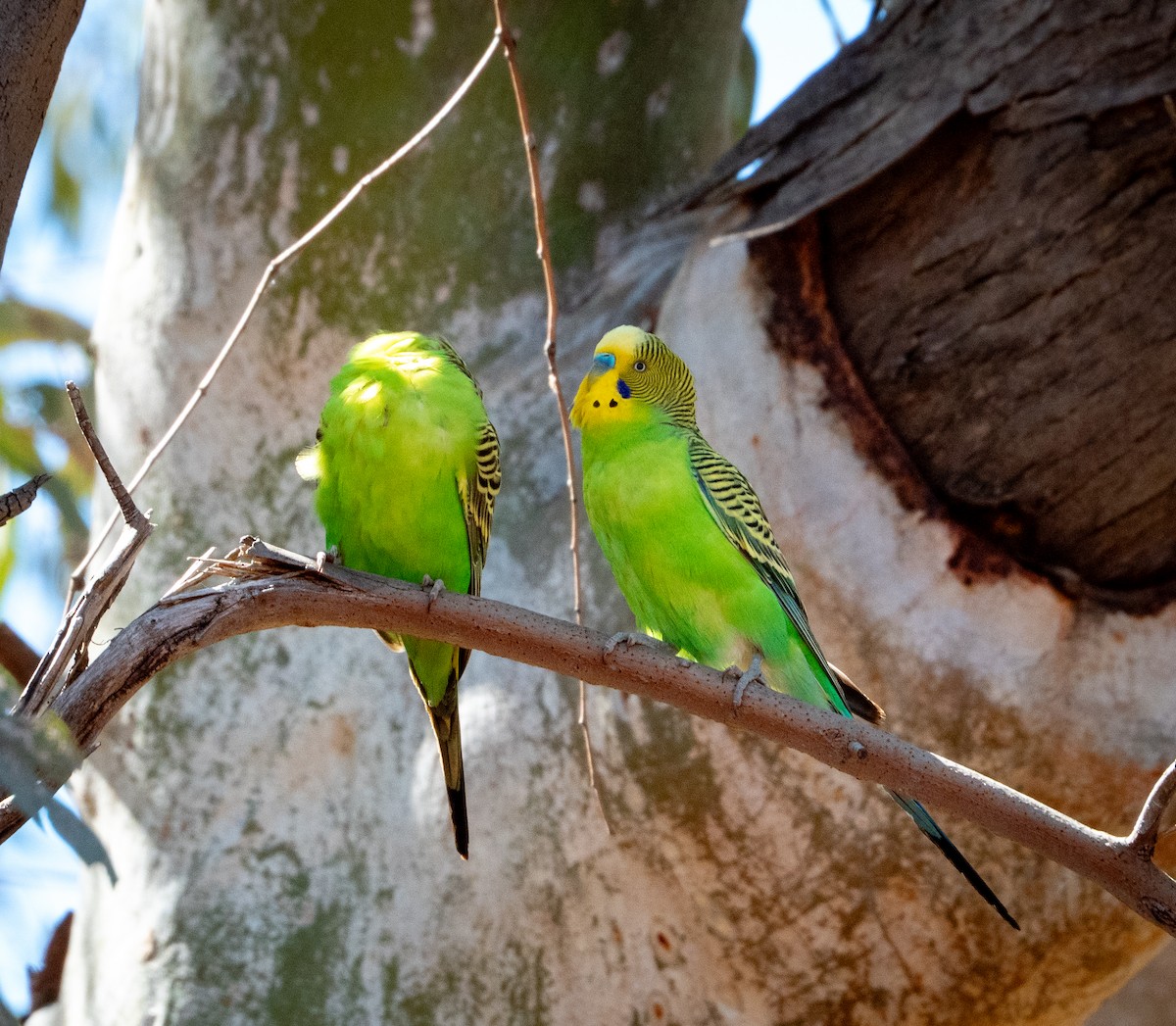 Budgerigar - ML642736404