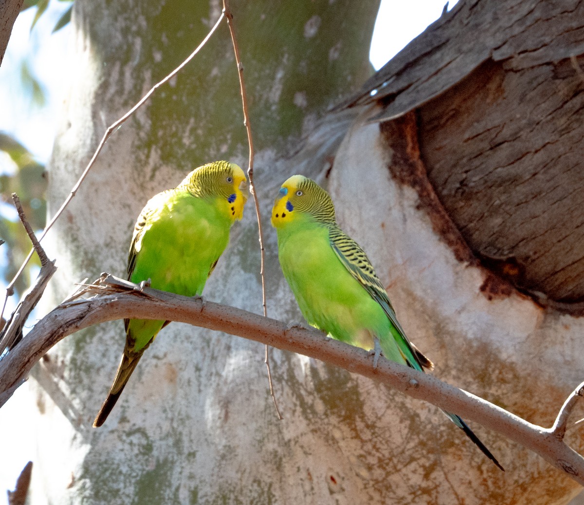Budgerigar - ML642736405