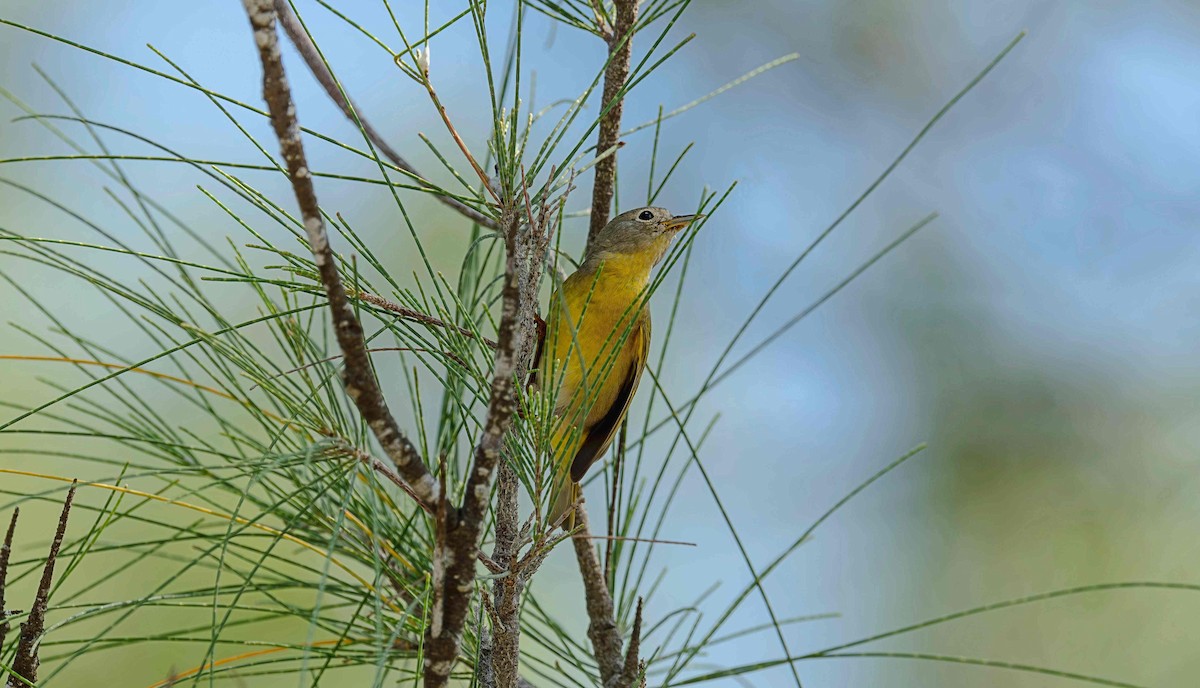 Nashville Warbler - ML642736406