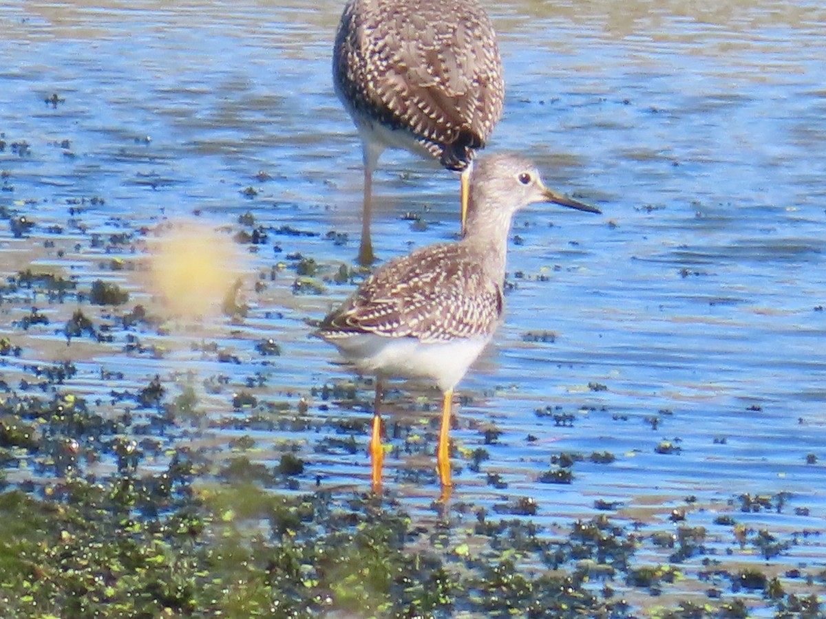Lesser Yellowlegs - ML642736418
