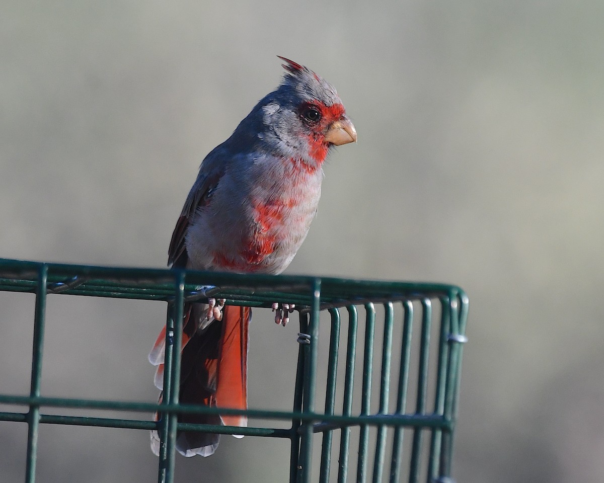 ムネアカコウカンチョウ - ML642736423