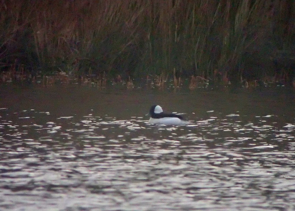 Bufflehead - ML642736429
