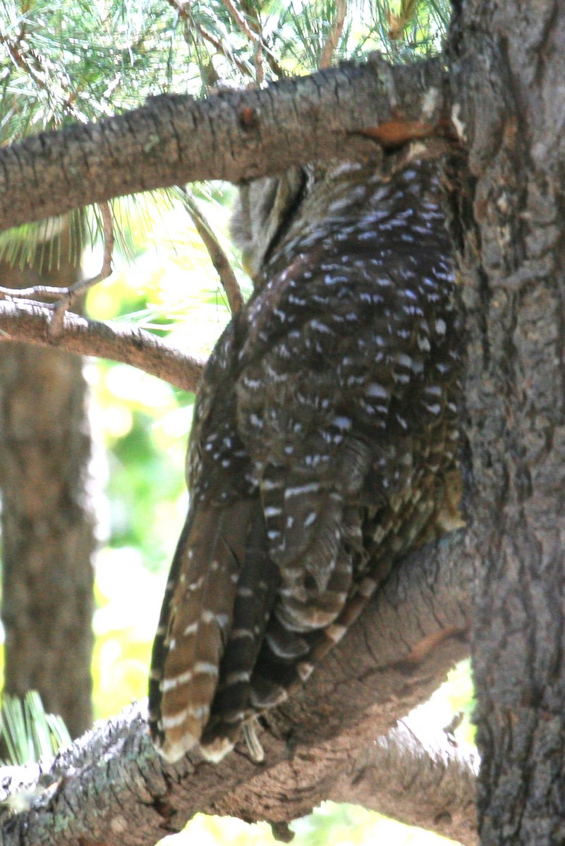 ニシアメリカフクロウ - ML642736472