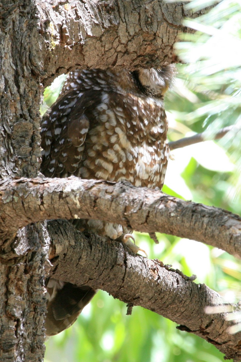 ニシアメリカフクロウ - ML642736473