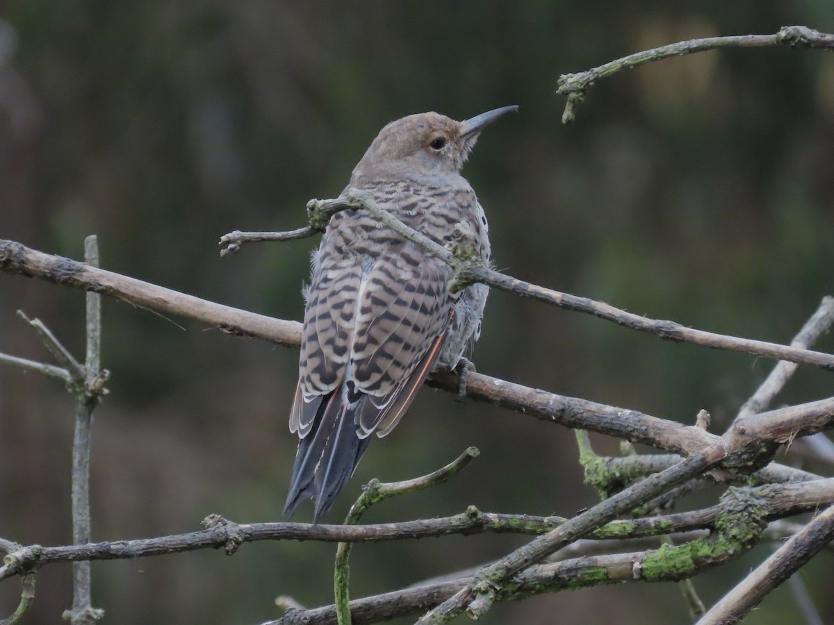 Northern Flicker - ML642736490