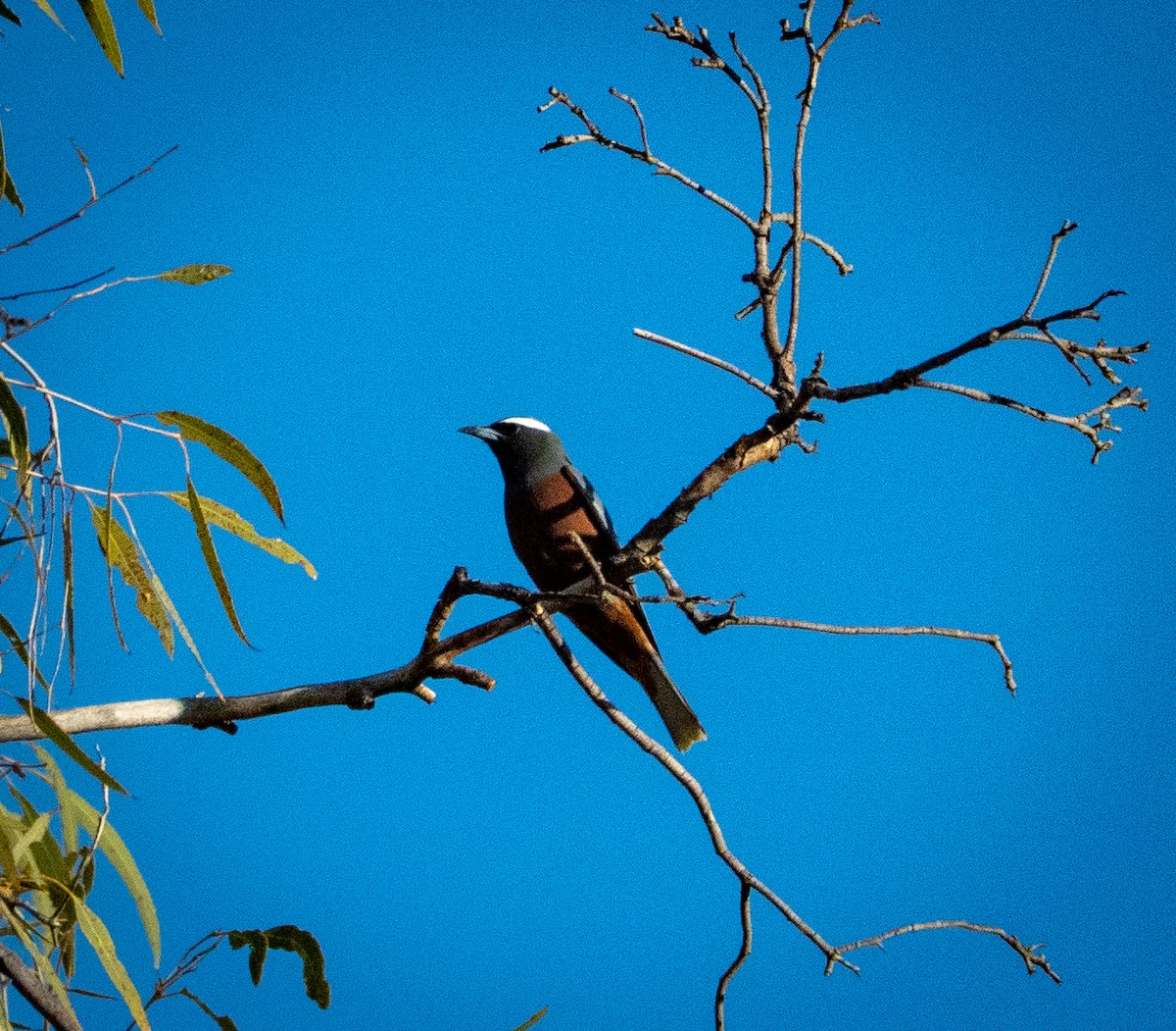 White-browed Woodswallow - ML642736503