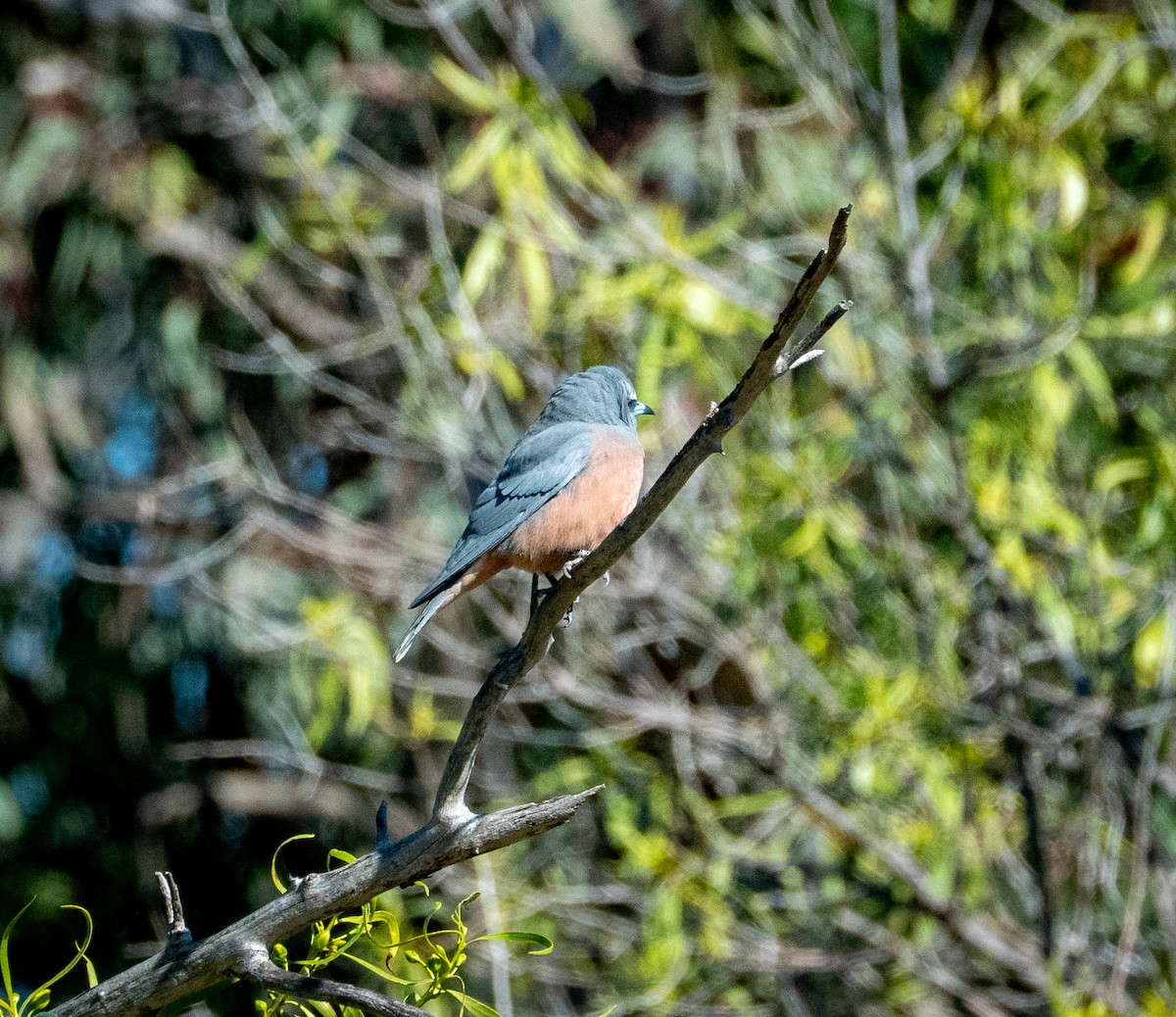 White-browed Woodswallow - ML642736521