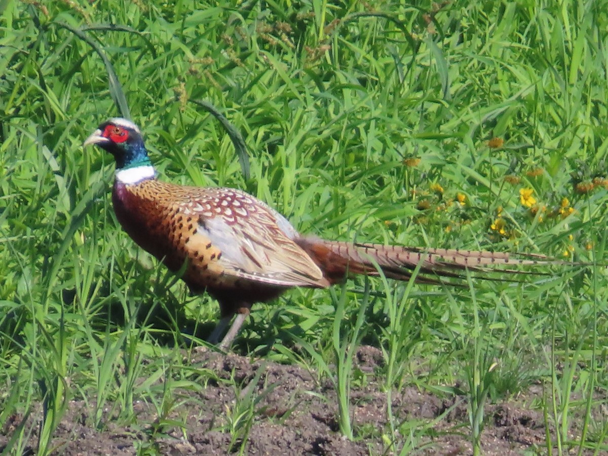 Ring-necked Pheasant - ML642736525