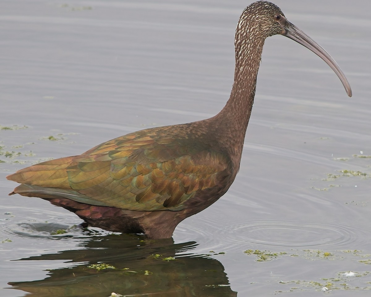 Glossy/White-faced Ibis - ML642736530