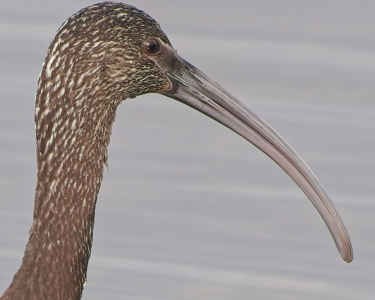 Glossy/White-faced Ibis - ML642736531