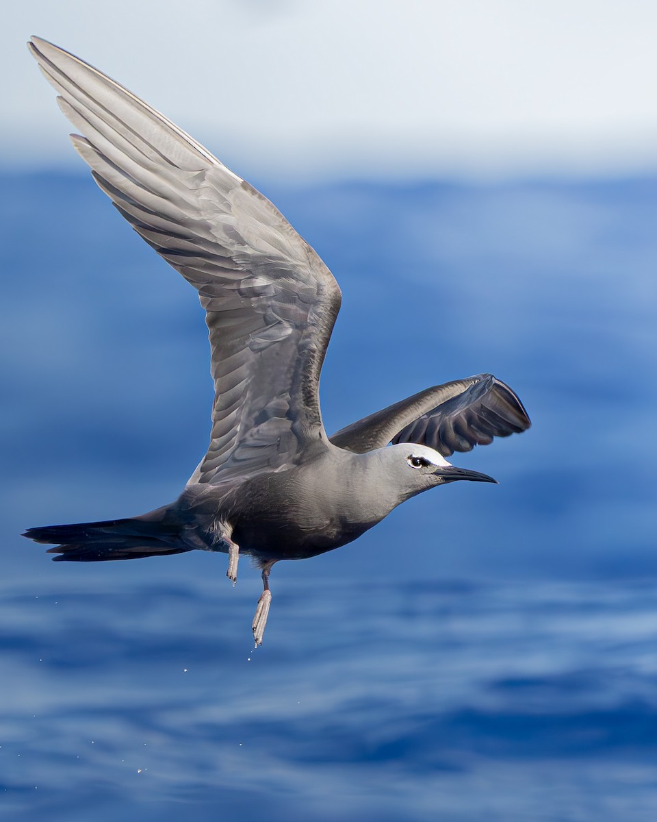 Brown Noddy - ML642736544