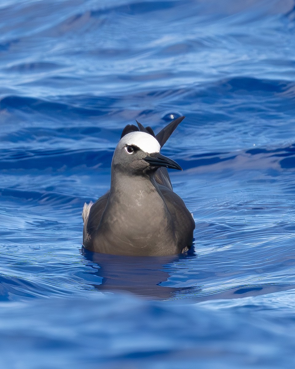 Brown Noddy - ML642736545