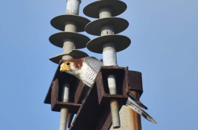 Red-necked Falcon - ML642736546