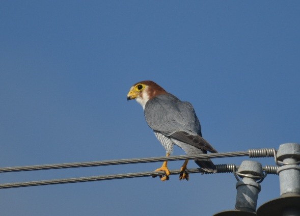 Red-necked Falcon - ML642736547