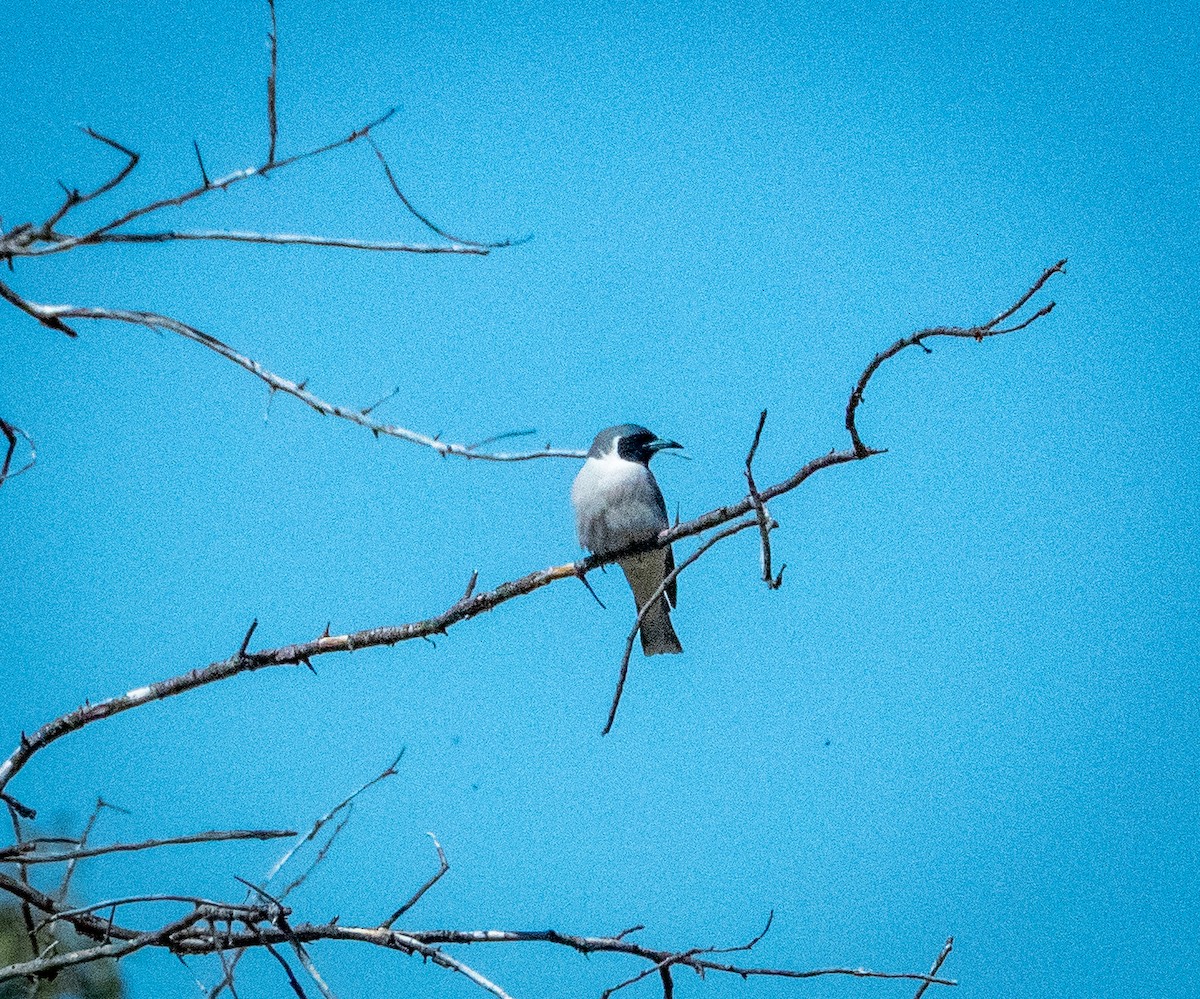 Masked Woodswallow - ML642736576