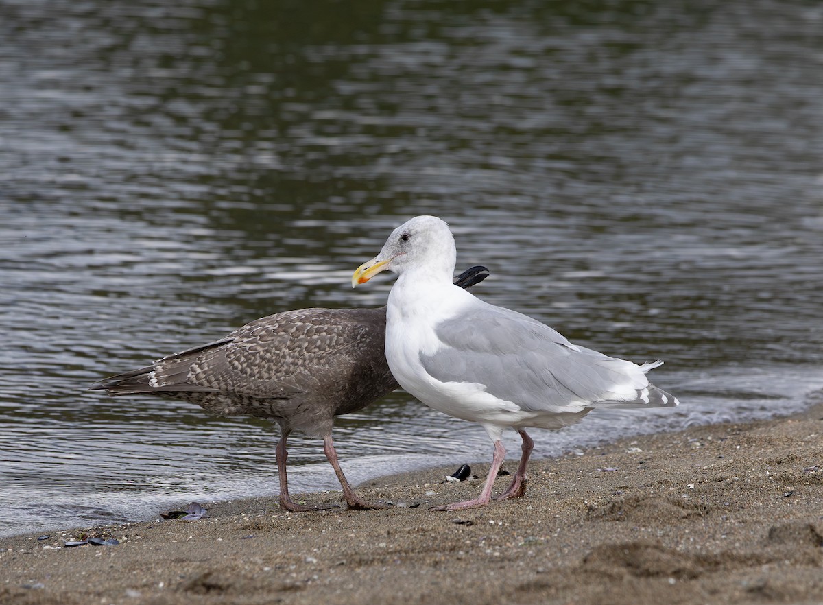 Hybride Goéland d'Audubon x G. à ailes grises - ML642736588