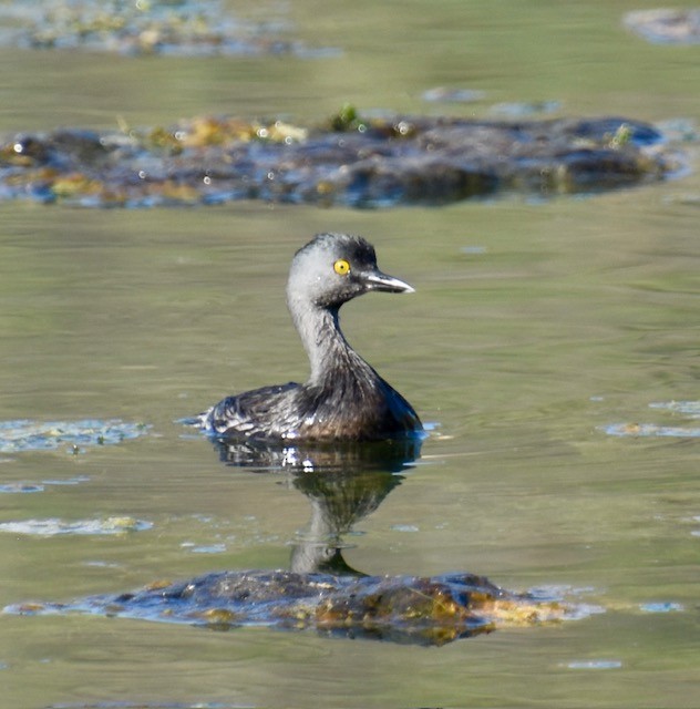 Least Grebe - ML642736599