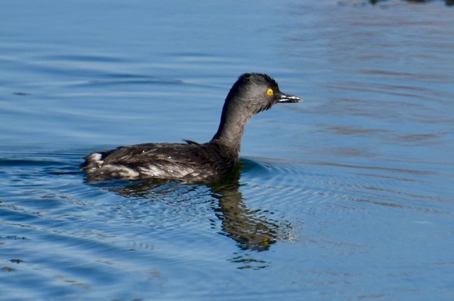 Least Grebe - ML642736600