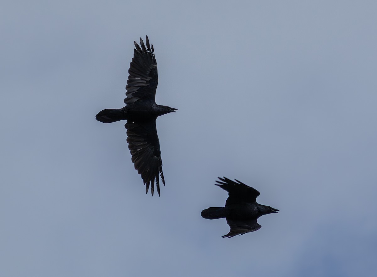 Common Raven - ML642736605