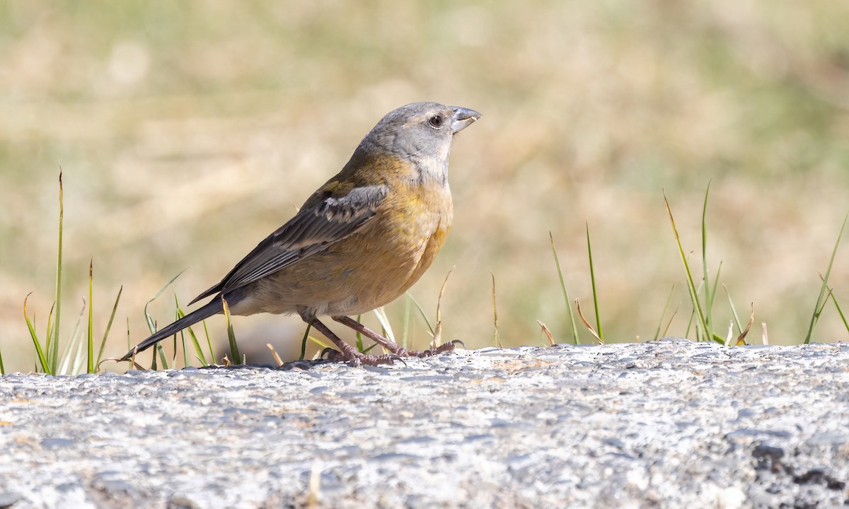 Peruvian Sierra Finch - ML642736606