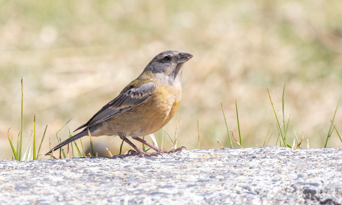 Peruvian Sierra Finch - ML642736607