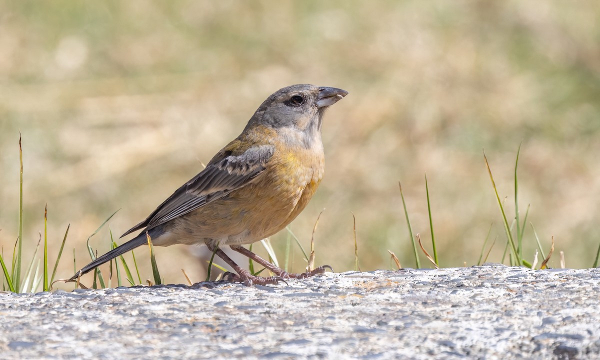 Peruvian Sierra Finch - ML642736608
