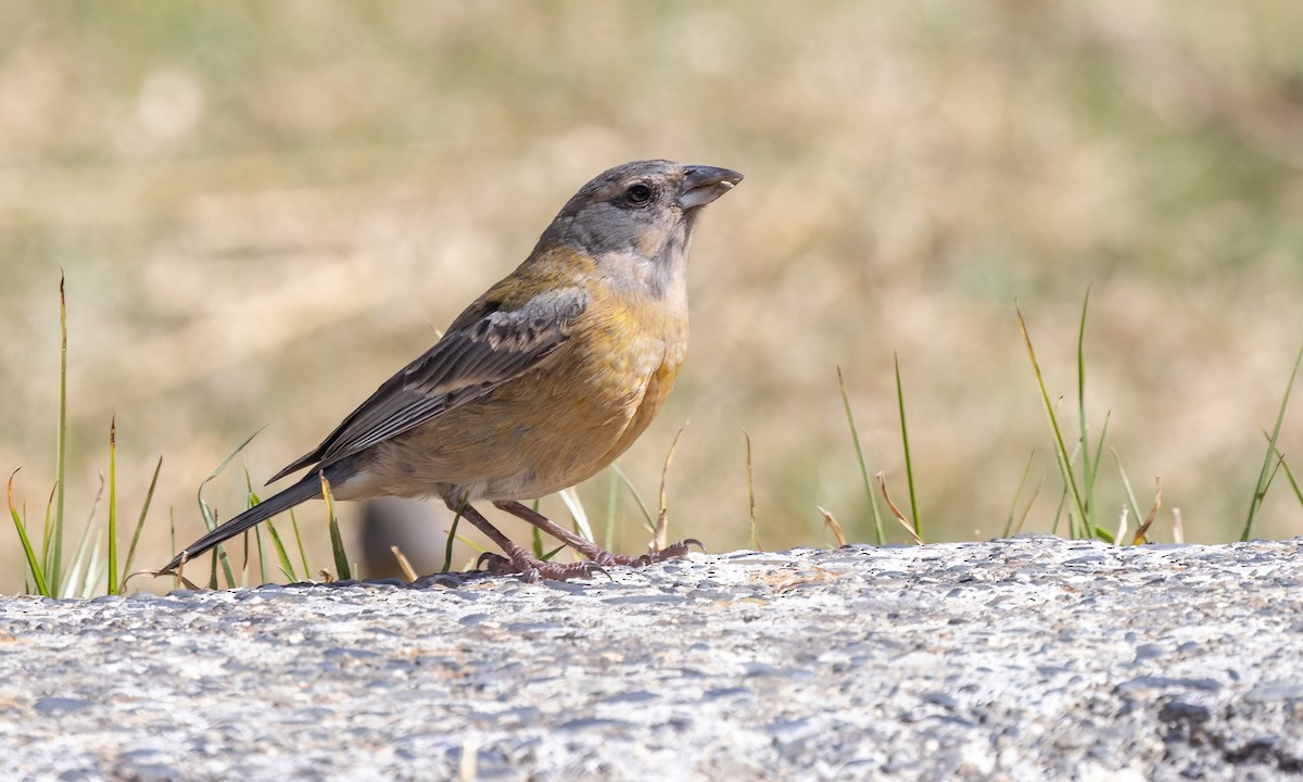 Peruvian Sierra Finch - ML642736609