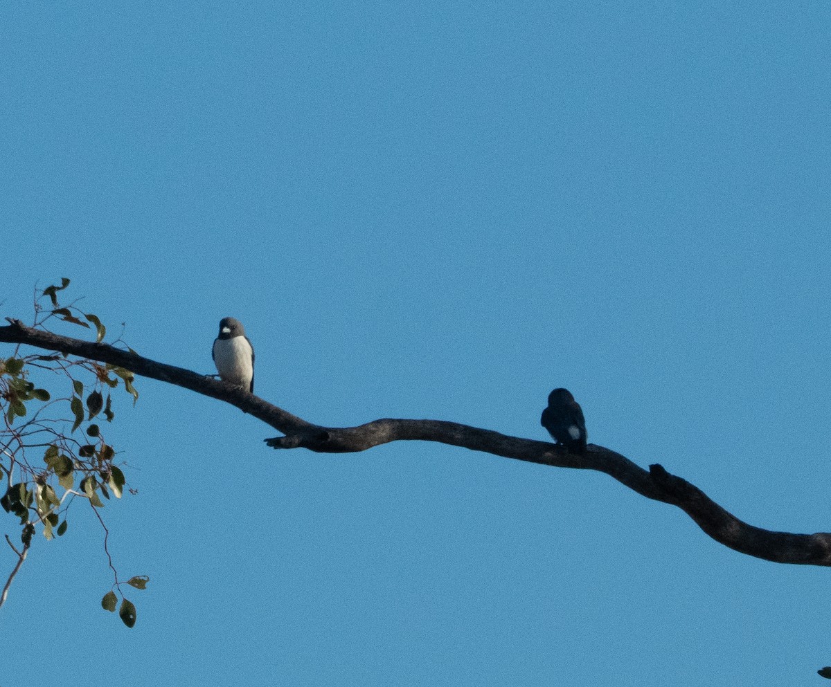 White-breasted Woodswallow - ML642736621