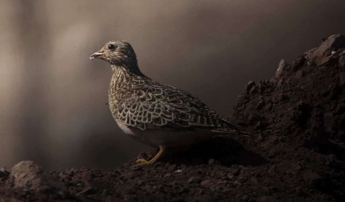 Gray-breasted Seedsnipe - ML642736642