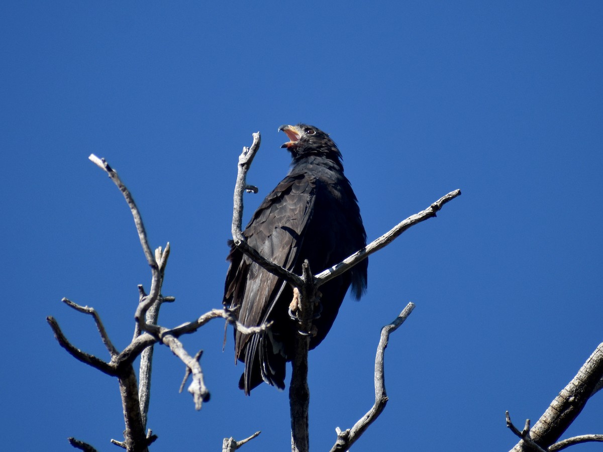 Common Black Hawk - ML642736643