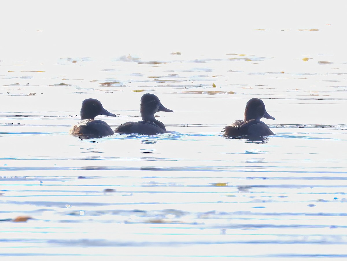 Ring-necked Duck - ML642736644