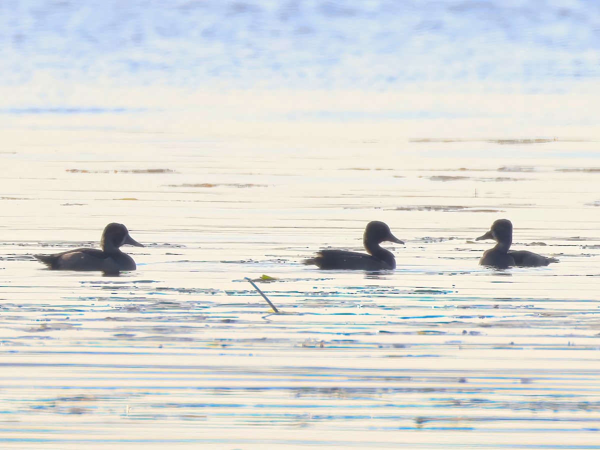 Ring-necked Duck - ML642736645