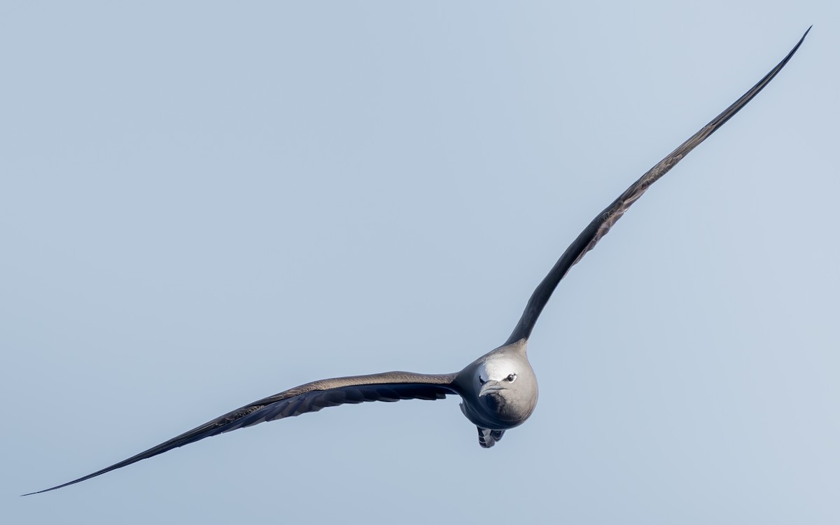 Brown Noddy - ML642736648