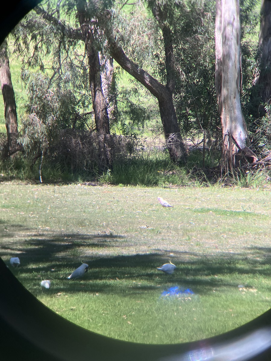 Long-billed Corella - ML642736659