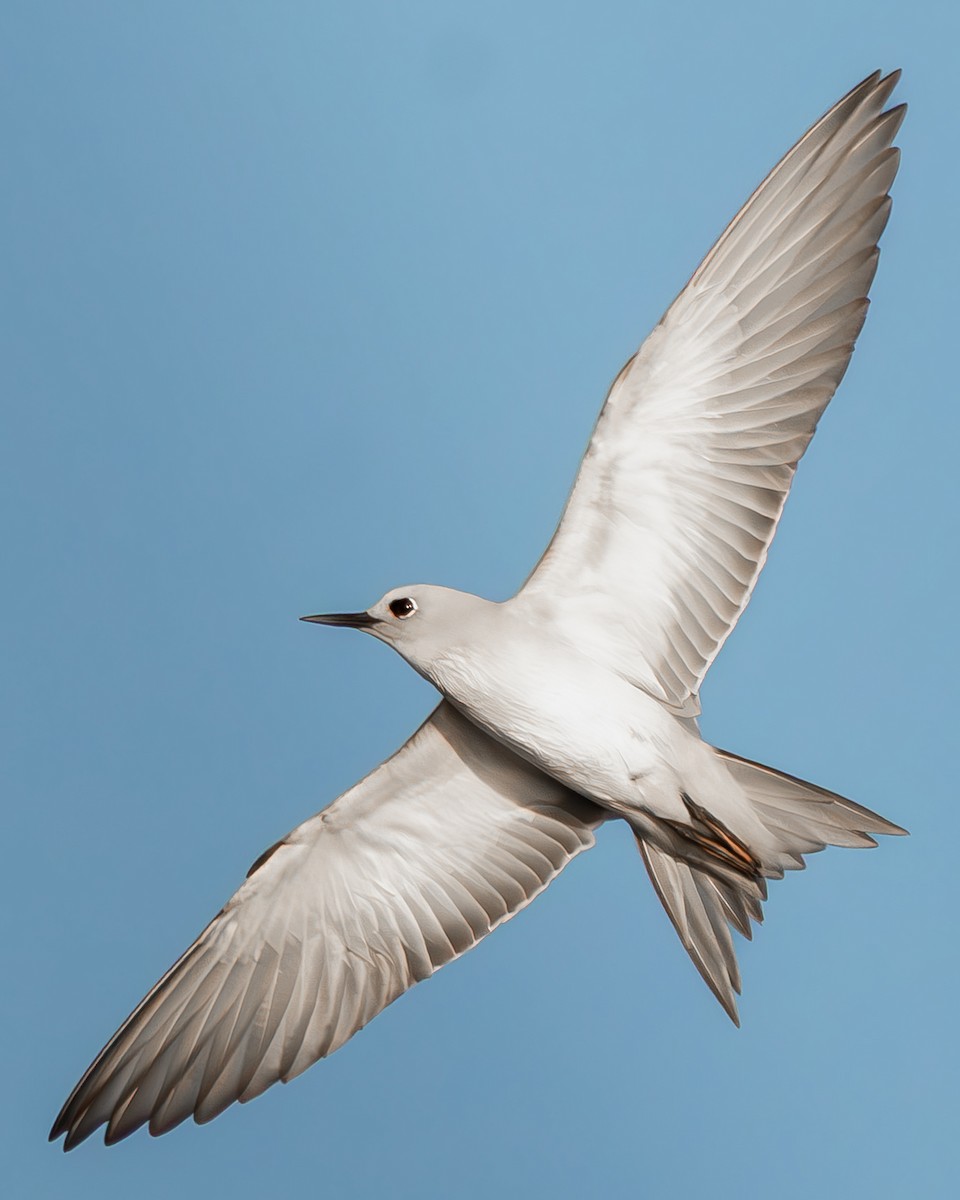 Gray Noddy - ML642736660