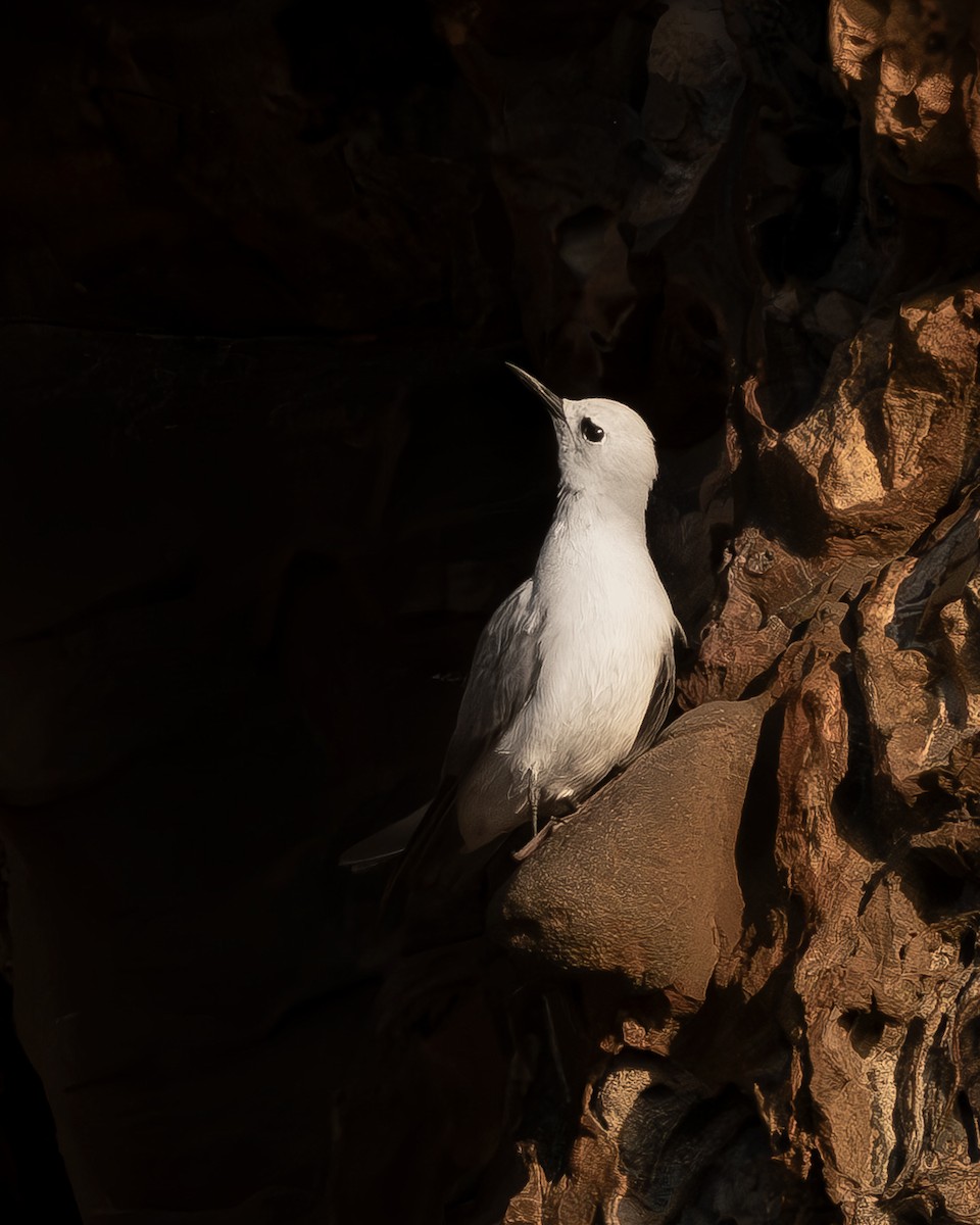 Gray Noddy - ML642736661