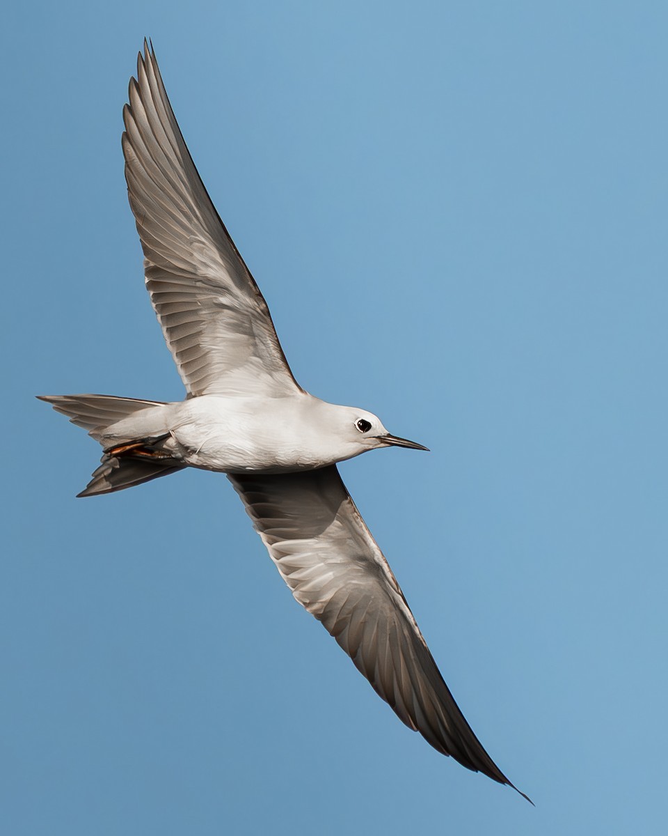 Gray Noddy - ML642736662