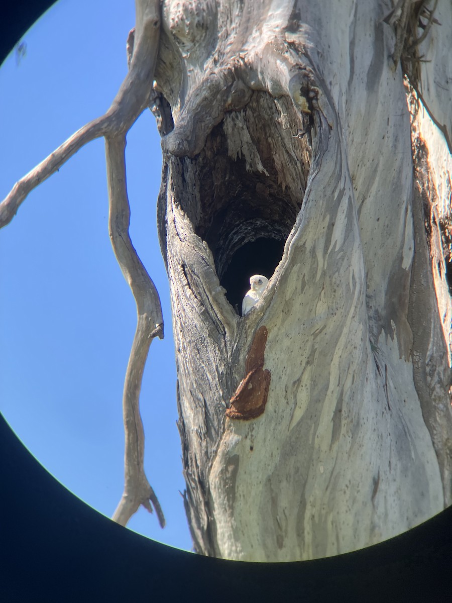 Little Corella - ML642736666