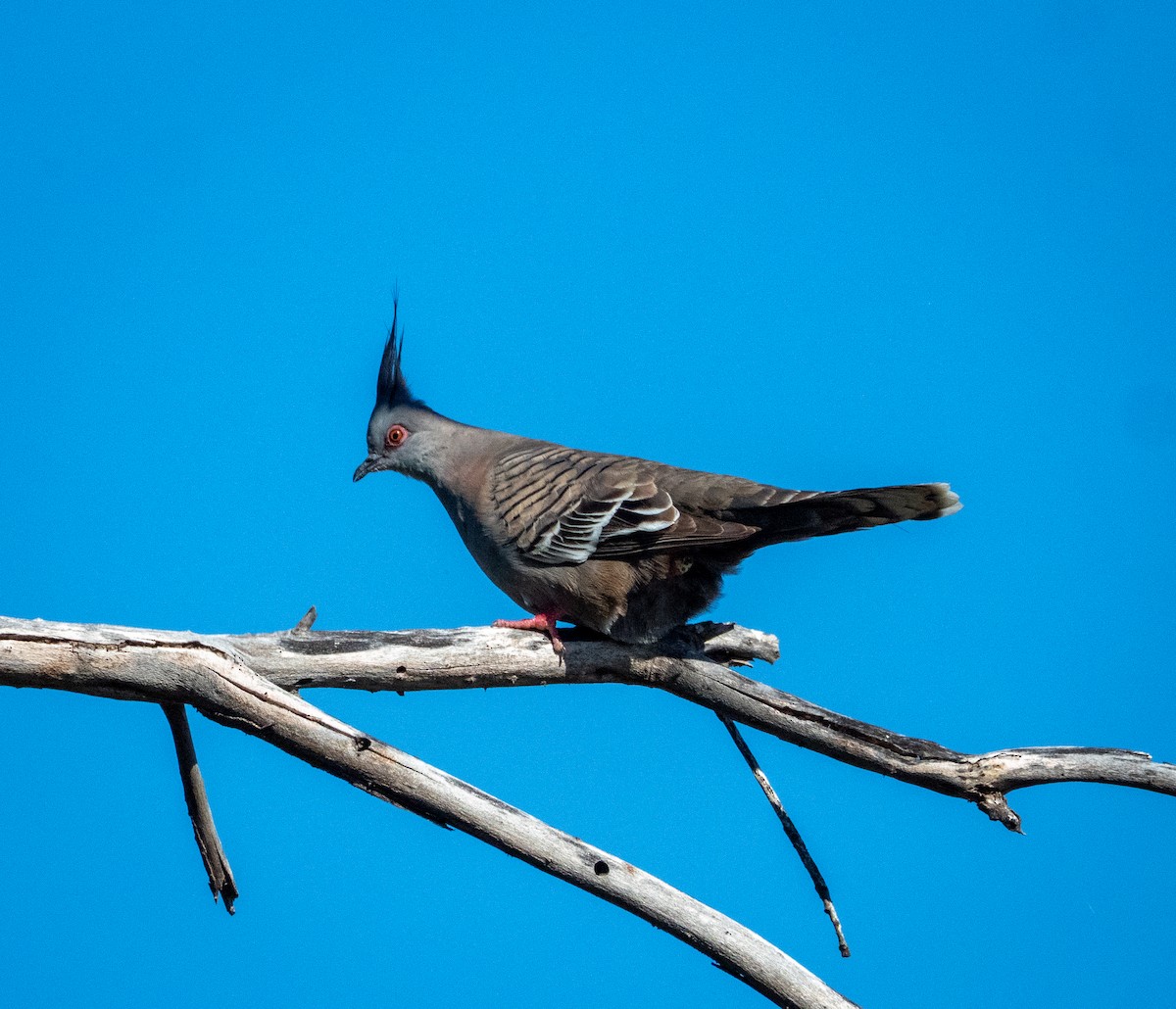 Crested Pigeon - ML642736667