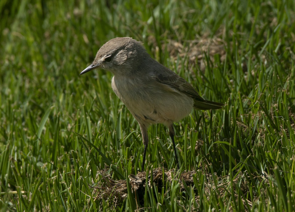 Spot-billed Ground-Tyrant - ML642736669