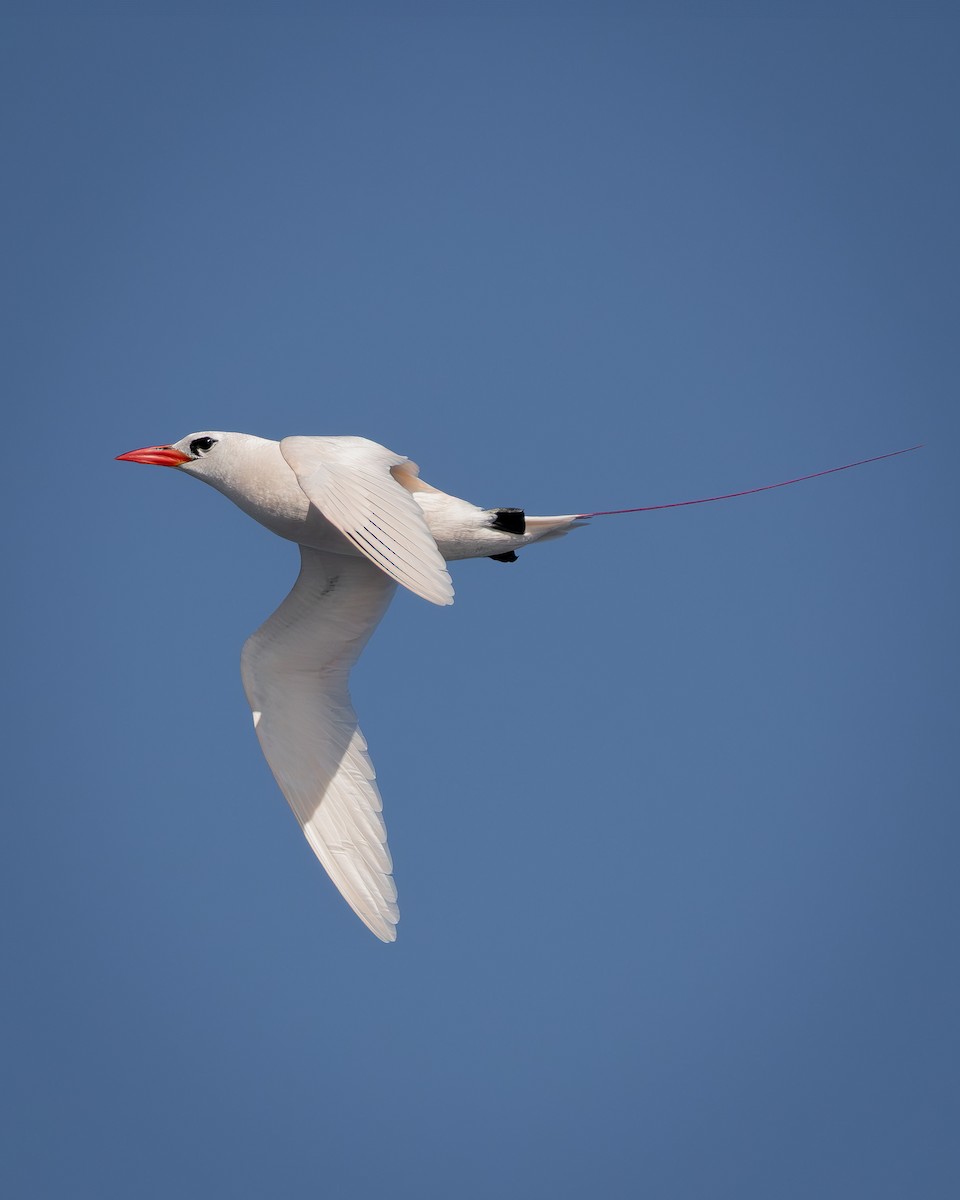 Red-tailed Tropicbird - ML642736677