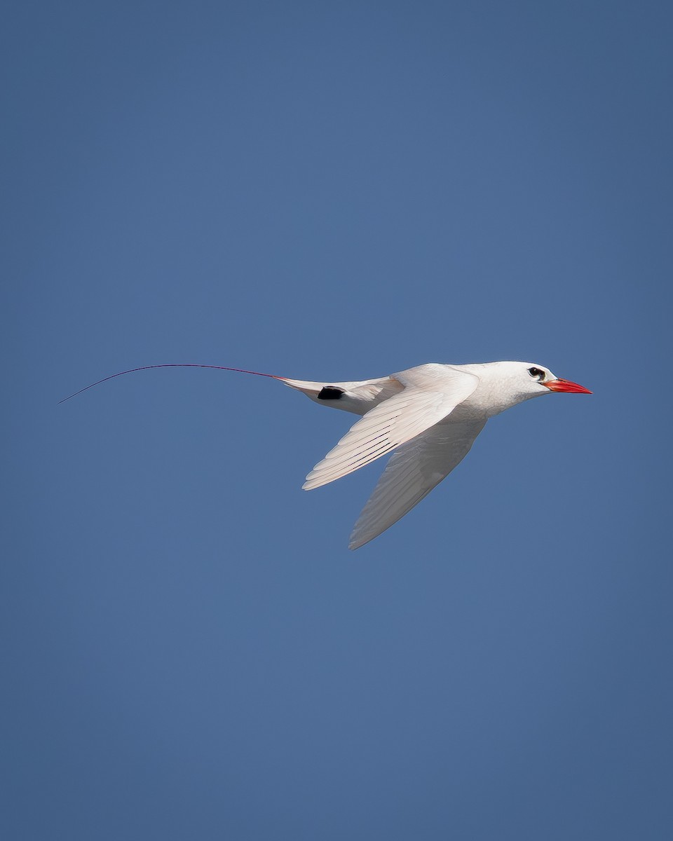 Red-tailed Tropicbird - ML642736678