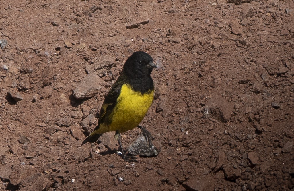 Yellow-rumped Siskin - ML642736687