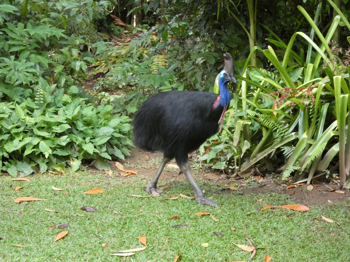 Southern Cassowary - ML642736690