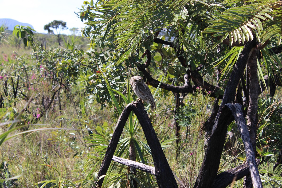 Tropical Screech-Owl - ML642736692
