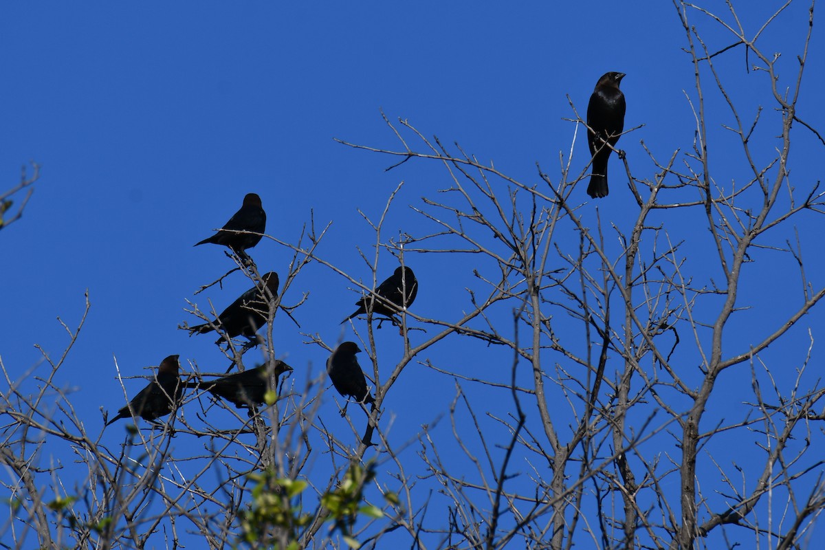 Brown-headed Cowbird - ML642736696